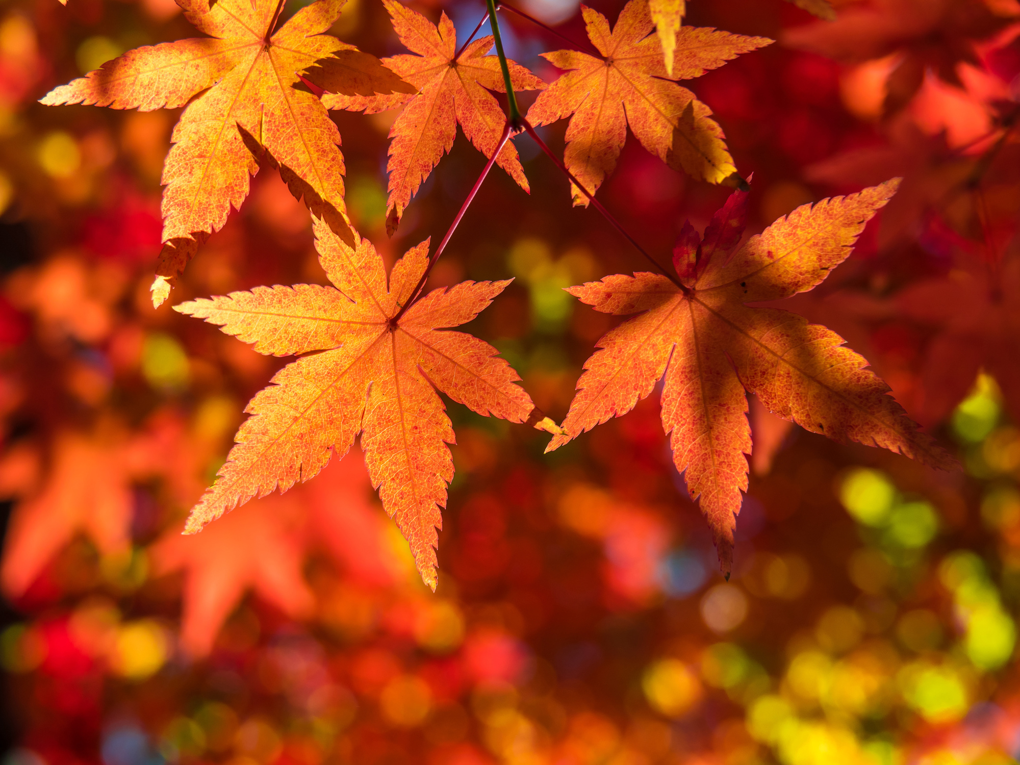 紅葉と楓の違い 日本料理 和食 しゃぶしゃぶ 瓢斗 ヒョウト