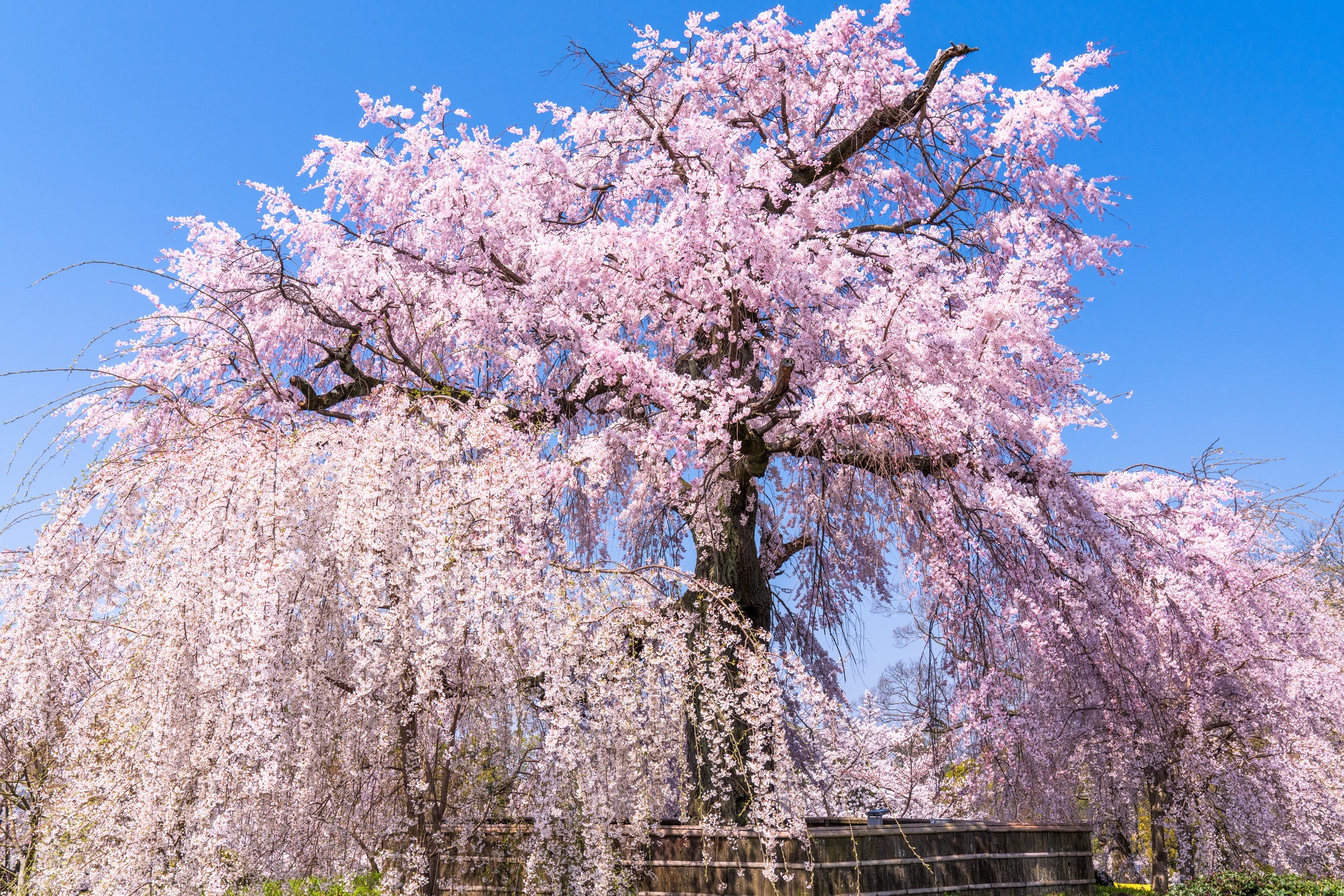 円山公園の大しだれ桜